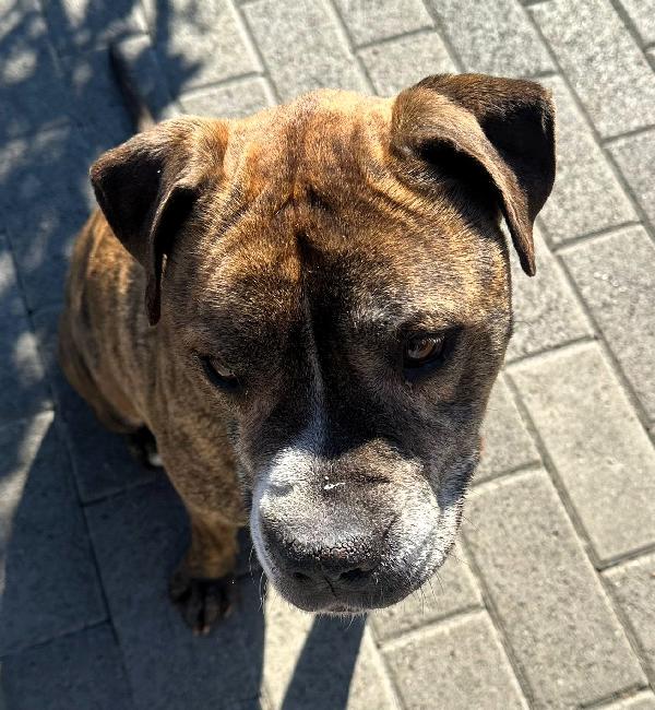 THOR GENTILE PIT BULL Foto 4